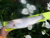 P4241160 thumb