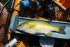 Berry smallie 13.385 thumb