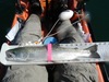 Lb trout thumb