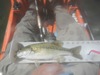 Lb spot thumb