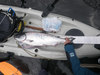 Salmon2012 thumb