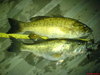 Berryessa yak fishing  12 15 07 018 thumb
