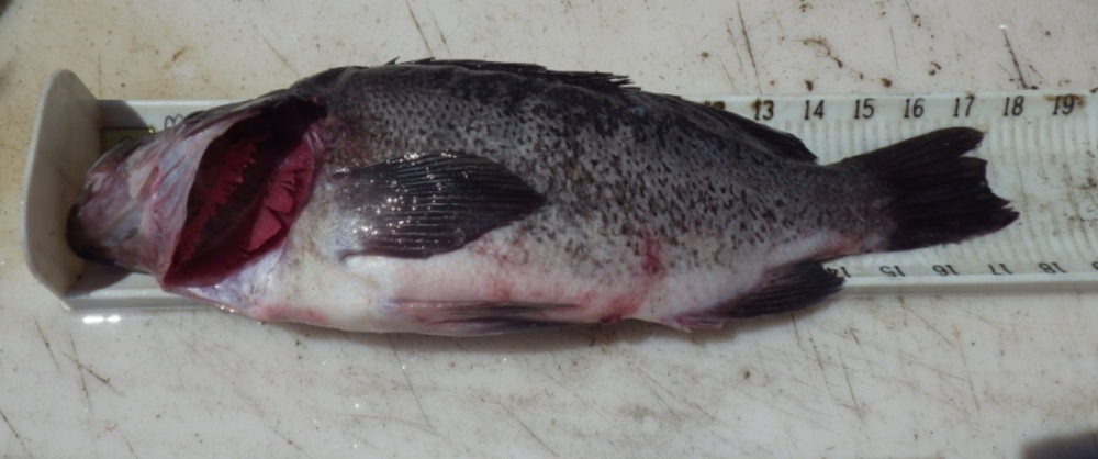 17 875 rockfish