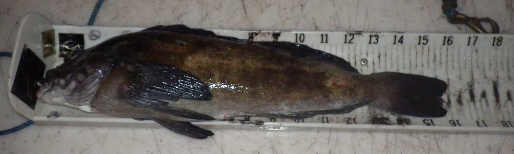 16 greenling