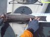 Lingcod  27  sc  2012 thumb
