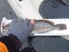Kelp greenling 14.25   sc 2012 thumb