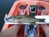 Smallie1  1280x960  thumb