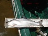 First ever kokanee thumb