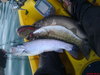Berryessa yak fish 12 24 07 004 thumb