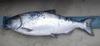 Mbk ai isl salmon 7 18 12 048 thumb