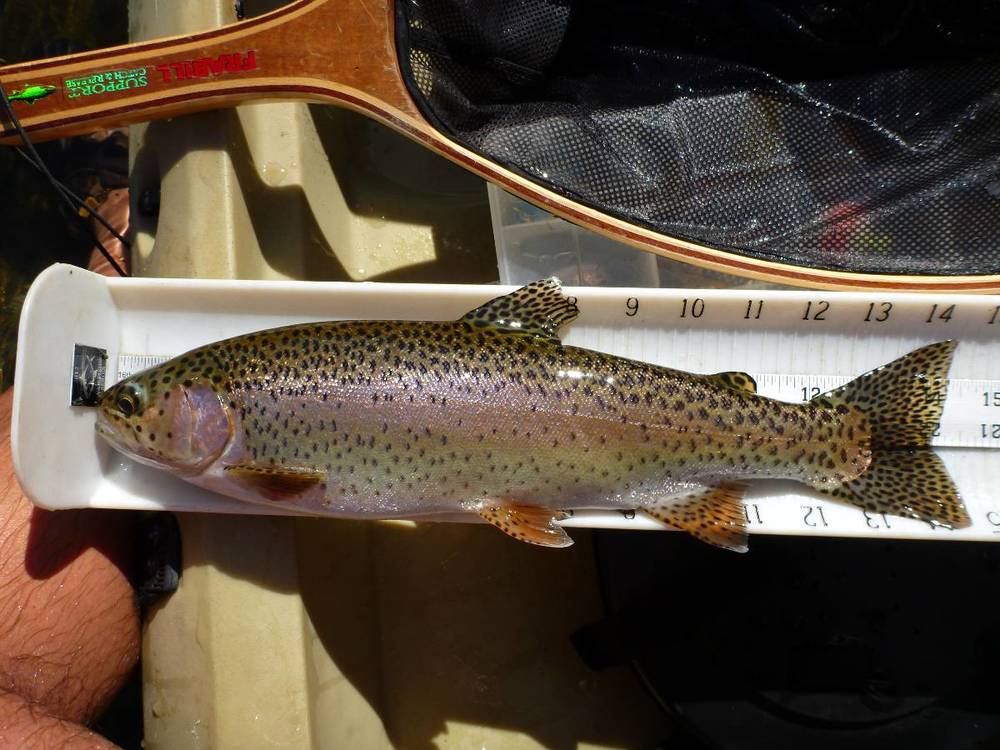Sjrtrout14.5aoty