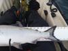 Salmon  mb  7 12 thumb