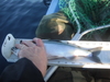 3 tahoe mini salmon thumb
