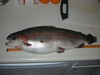 Del valle trout 1 thumb