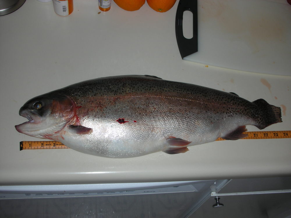 Del valle trout 1