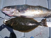 32.5 halibut thumb