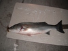 Striper 2 10 13 thumb