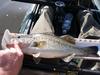 Largemouth thumb