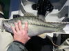 Bullards 6.7 lb spot 10feb2013 03 thumb