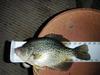 Crappie trout 017  small  thumb