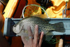 14.625 crappie thumb
