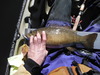 Dscf4377 thumb