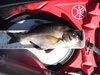 Perch  1280x960  thumb