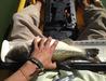 Sonoma.bass thumb