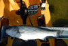 24.5 port stripe thumb