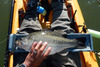 Lmb 18.625 thumb