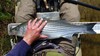3.23.13striper1 thumb