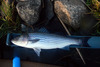 30.75 port striper thumb