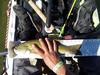 Bss smallie thumb