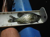 9 inch closed mouth crappie thumb