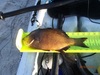 Perch thumb