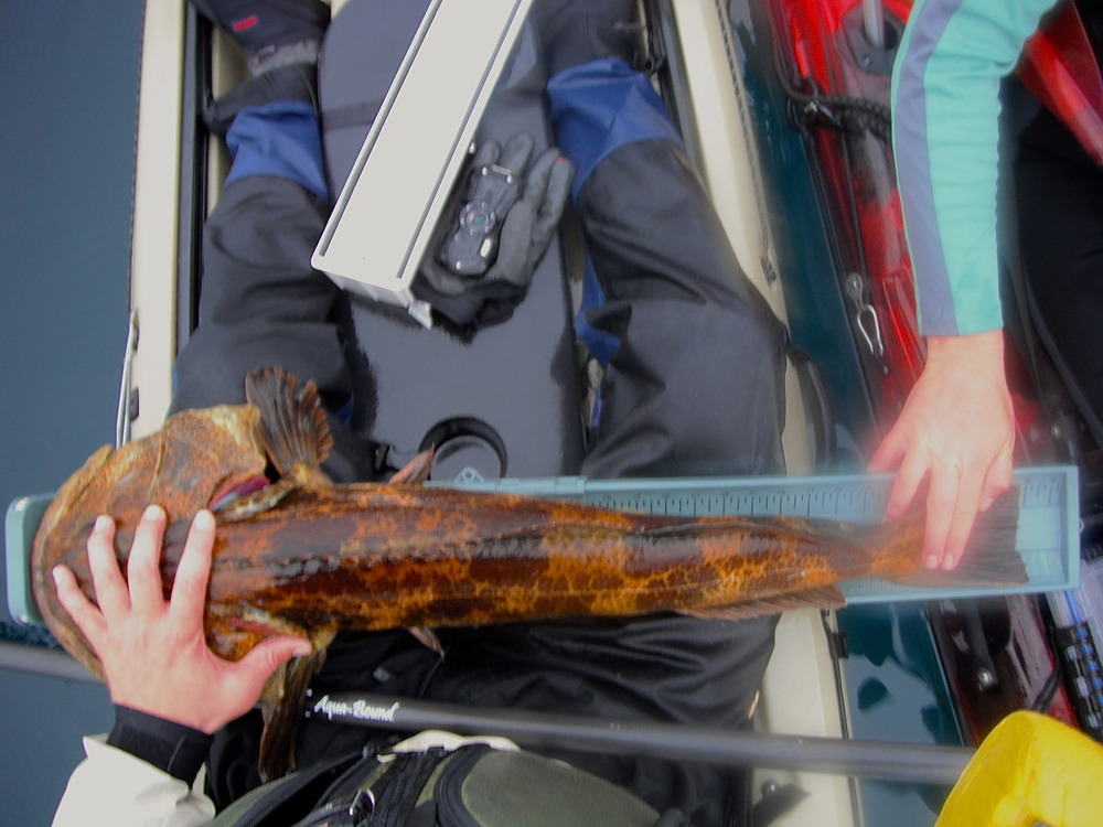 Lingcod