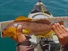 Pb greenling gs7 thumb