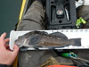 Greenling 007 thumb