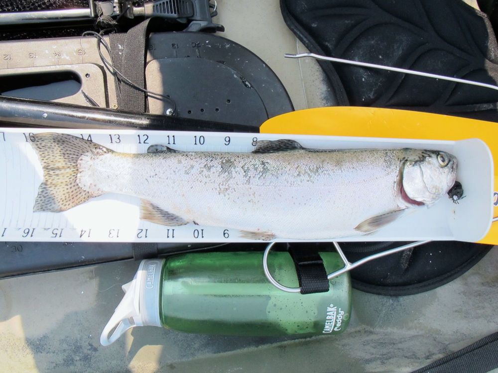 Trout