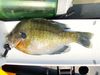 Bluegill thumb