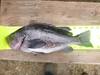 Aotyrockfish2013 thumb
