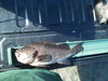 Img 20130901 164443 thumb