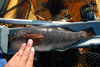 15.75 greenling tdad 2013 thumb