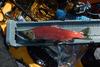 14.5koke tahoe 2013 thumb