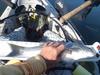 Striper 10 27 13 thumb