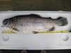10.9 pound rainbow trout thumb