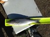 Stripedbass thumb