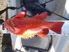Vermilion  19.00  timber cove  12 18 13 thumb