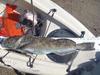 Ling   29.25  timber cove  12 18 13 thumb