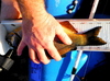 Dscf1974 thumb